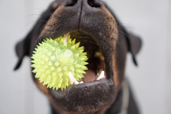 A dog holding a spiky ball in its mouth, showing off its teeth at FurHaven Pet Products