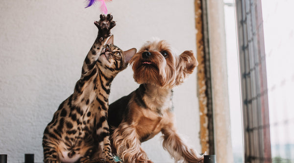 A spotted cat and brown dog play with a pink toy while up on a shelf, at FurHaven Pet Products