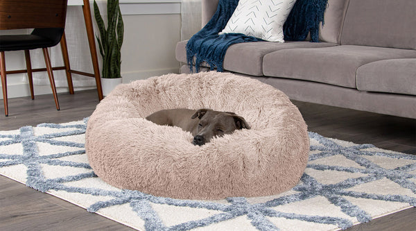 A brown dog sleeping in a FurHaven Calming Cuddler Donut Bed, both of which are resting in living room on top of a white and blue patterned carpet.