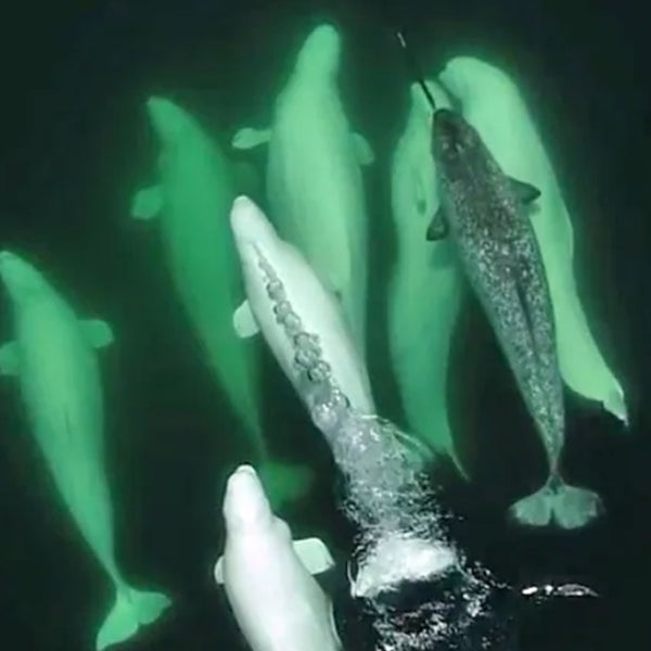 A Narwhal swimming with many belugas underwater, at FurHaven Pet Products