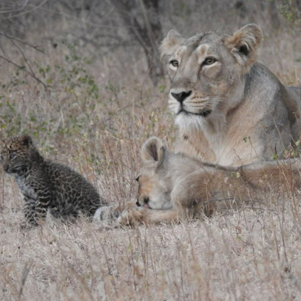 Mowgli and Raksha, lying in a grassy savannah field at FurHaven Pet Products