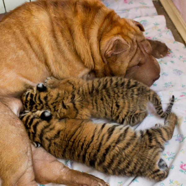 Cleopatra the Shar-Pei lying with the two tiger cubs, Clyopa & Plyusha at FurHaven Pet Products