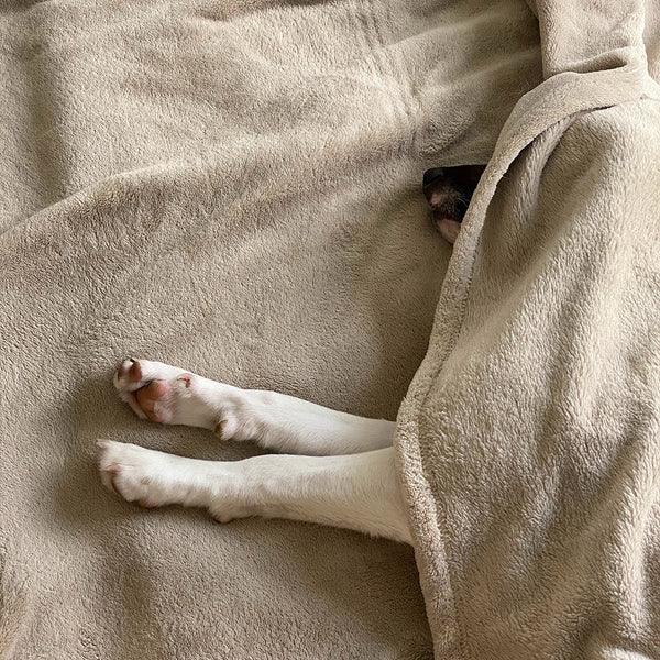 A dog with white legs, tucked in underneath a tan blanket at FurHaven Pet Products