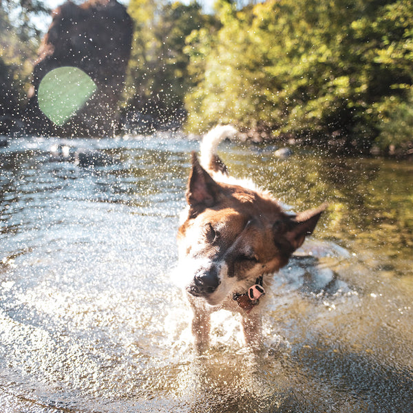 A dog making a big splash in a sunlit body of water encircled by trees, at FurHaven Pet Products
