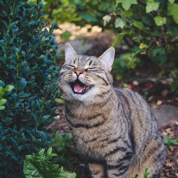 A gray and black striped cat yelling while sitting next to a leafy bush and other undergrowth outside in the shade, from FurHaven Pet Products