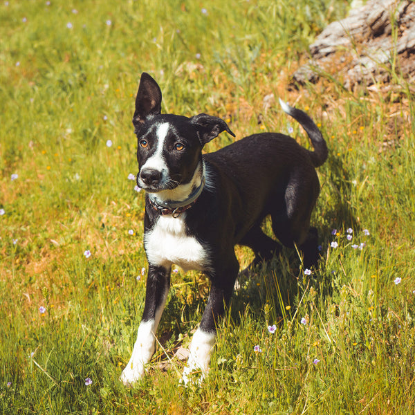 A small black and white dog standing on green and yellow grasses in a sunlit field at FurHaven Pet Products