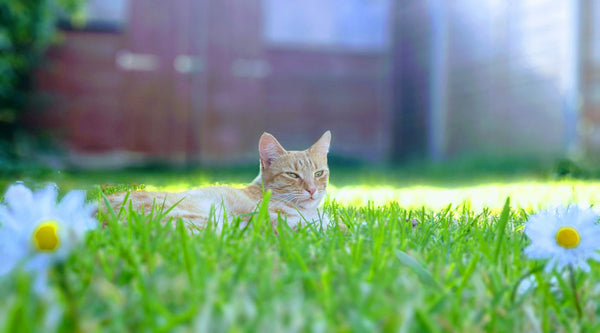 An orange cat lying in some green grass outside, with two daffodils on either side of the picture frame, from FurHaven Pet Products