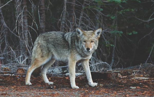 A gray, cream, and white coyote in a woodsy clearing in the forest, at FurHaven Pet Products