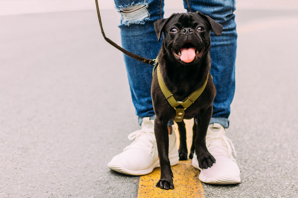 A black dog walking down a yellow paint strip with its owner behind in blue jeans and white sneakers at FurHaven Pet Products.