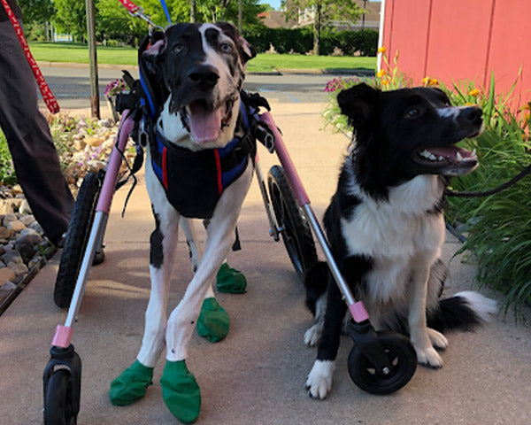 Olive in her walker with another dog to her left, from FurHaven Pet Products