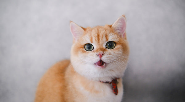 An orange and white cat looking at the camera with it's mouth slightly open, at FurHaven Pet Products