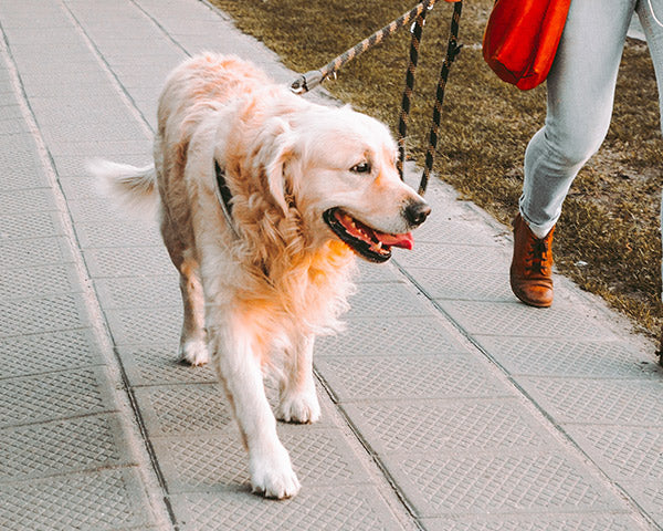 A cream colored retriever smiling on a walk on tiled concrete at FurHaven Pet Products