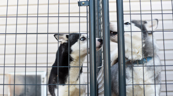 Two huskies, one lighter and one darker, on opposite sides of a fence/cage, at FurHaven Pet Products