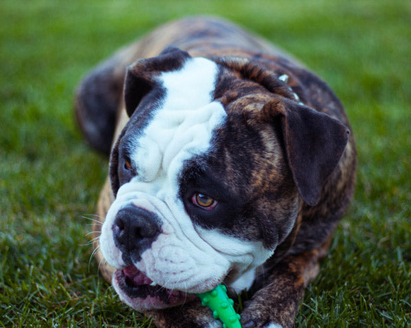 A black and brown dog lying in the grass, chewing on a green toy at FurHaven Pet Products