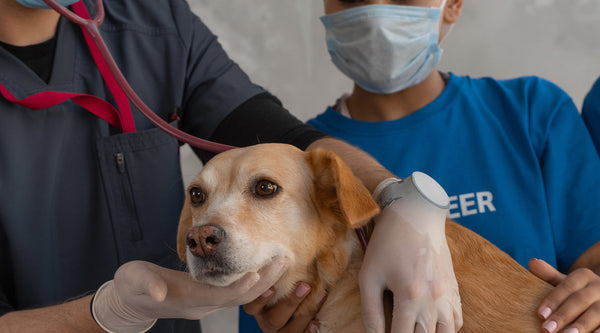 Two Vet techs, one wearing gray and one wearing blue, checking out a blonde dog using plastic gloves and a red stethoscope, at FurHaven Pet Products