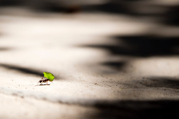 An ant, carrying a piece of a green leaf across a dirt ground at FurHaven Pet Products