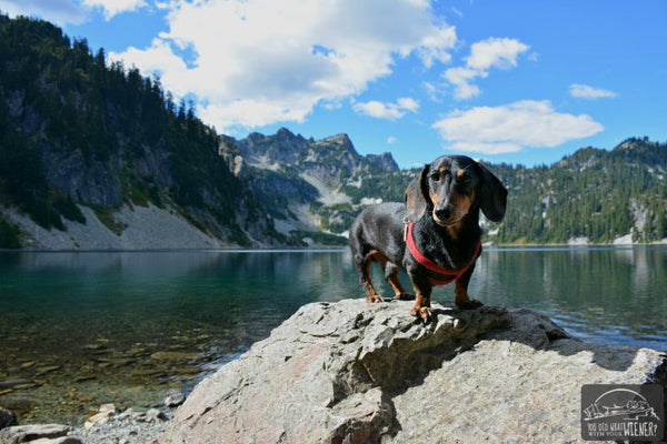 A small wiener dog wearing a red harness stands on top of a rock next to Lake Snow, which is surrounded by forested mountainous outcroppings, from FurHaven Pet Products