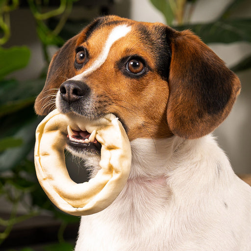 Top Paw 6.25' Rope Slip Dog Lead | PetSmart