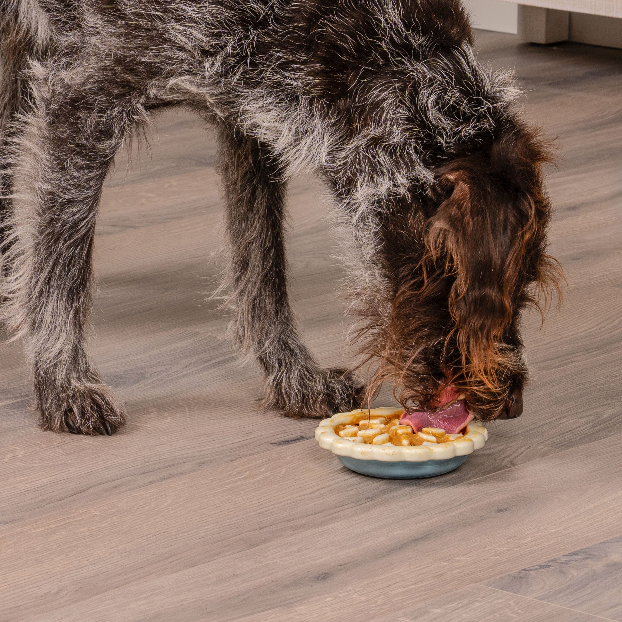 Pet Treat Launcher Training Dog Food Catapult Pets Food Thrower – ondoingpet