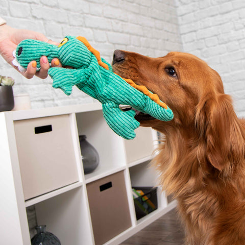 Golden dog playing with a turquoise alligator plush dog toy in a room with white walls at Furhaven Pet Products.