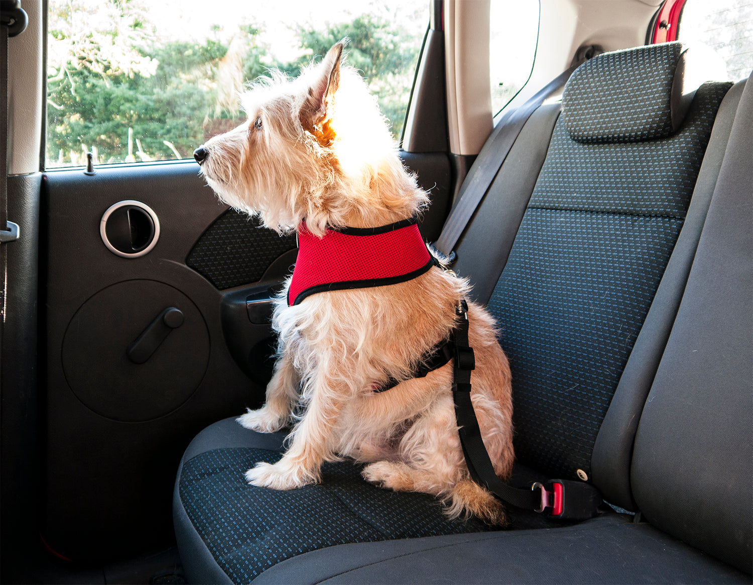 https://cdn.shopify.com/s/files/1/0533/5259/5632/products/730700_Furhaven_Pet_Seat_Belt_Black_Lifestyle_1500x1164.jpg?v=1626113929