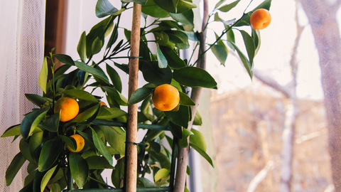 indoor tropical fruit trees