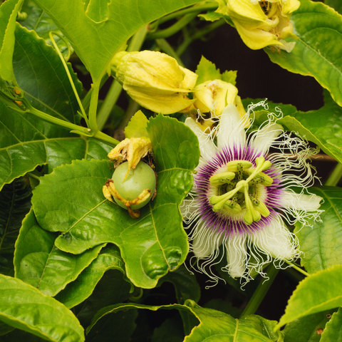 passionfruit plant