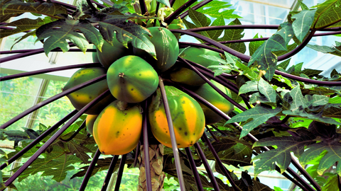 papaya plant