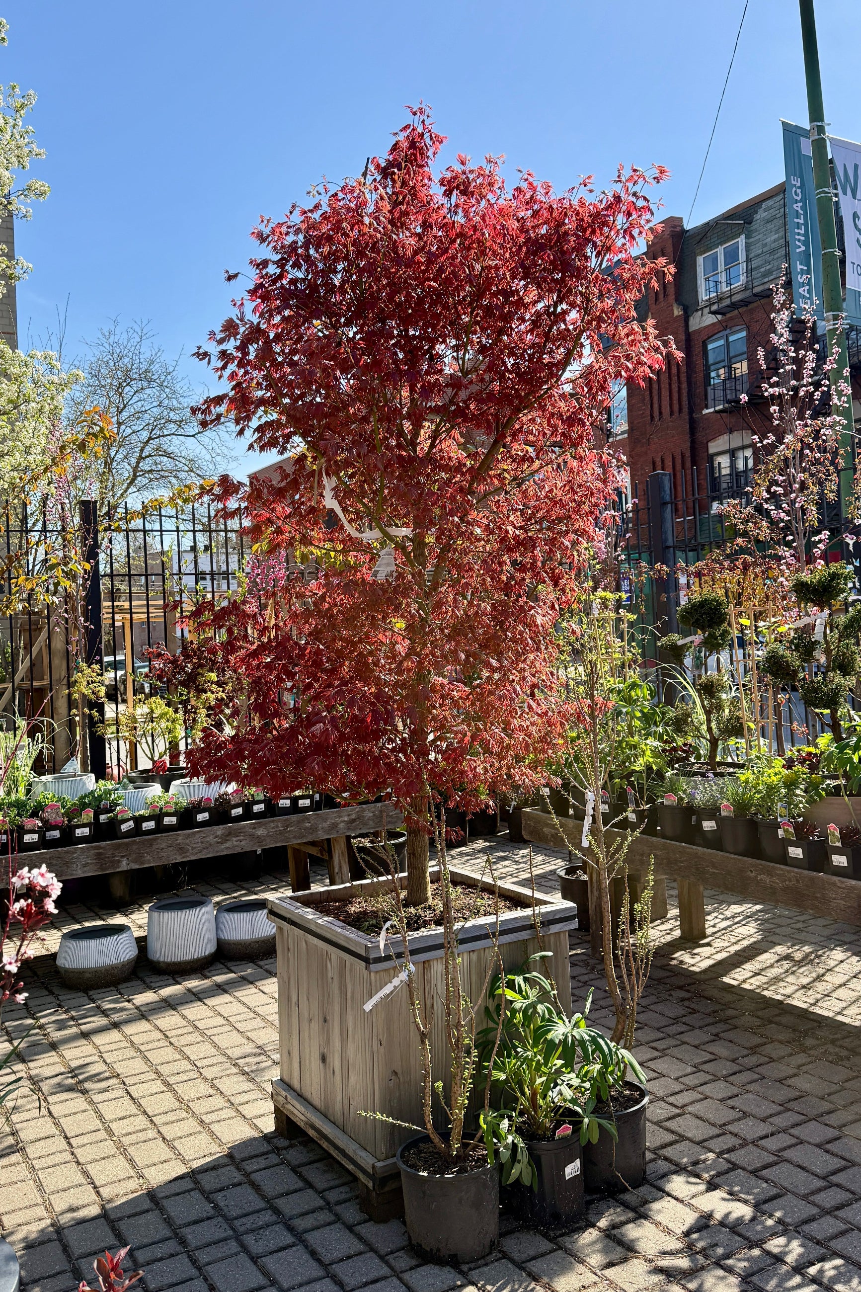 Acer x pseuosieboldianum 'Alpenglow' #24