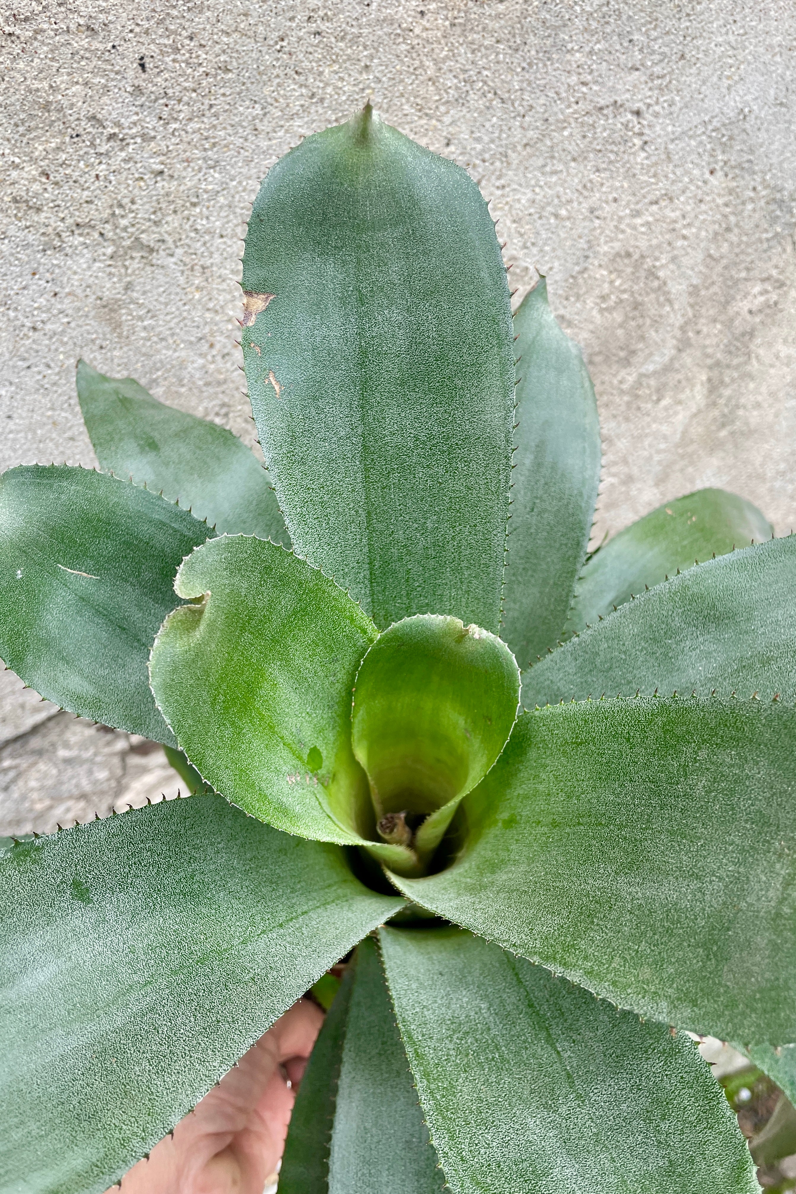 Aechmea tayoensis 6"