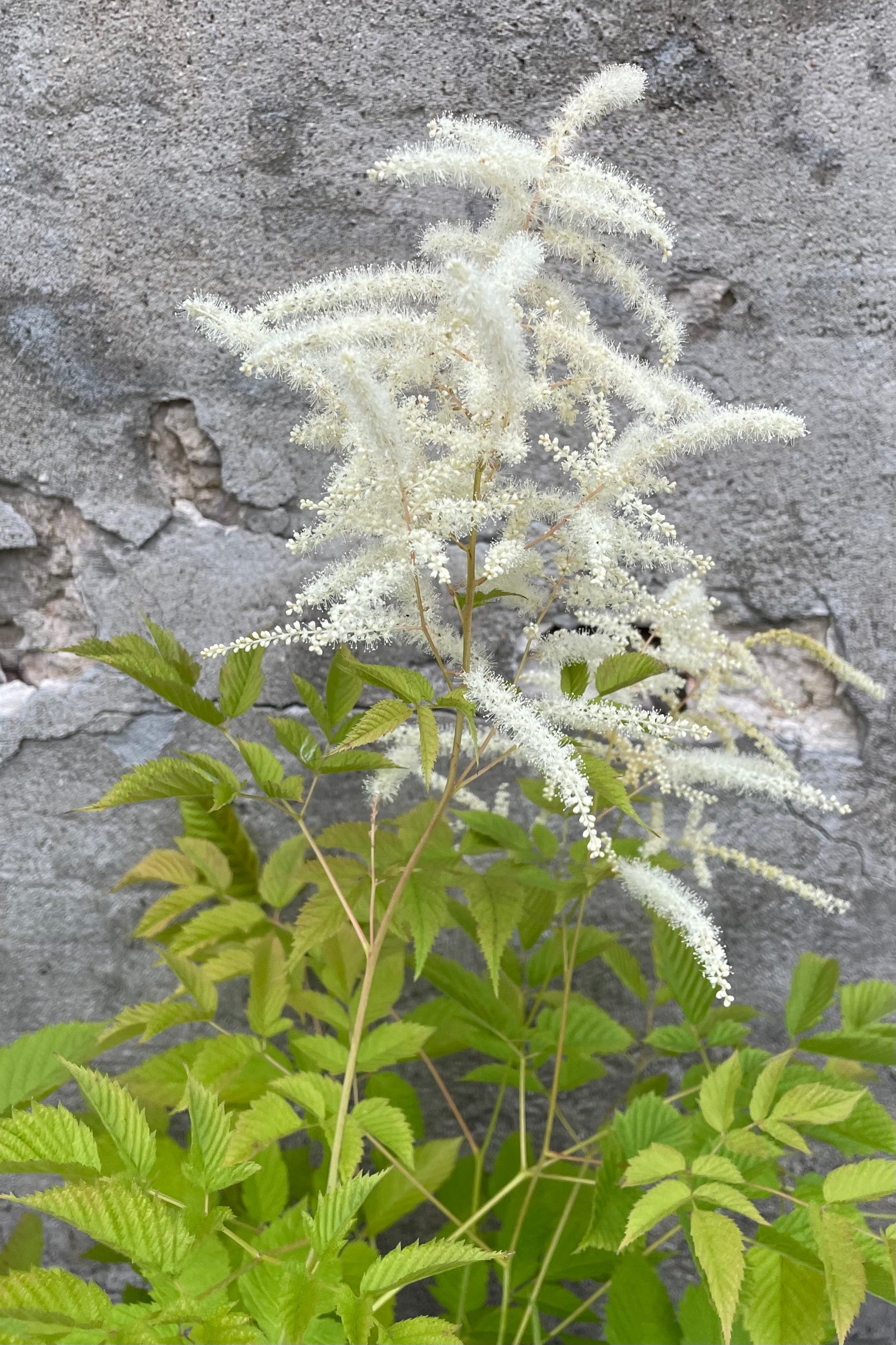 Aruncus diocus #1