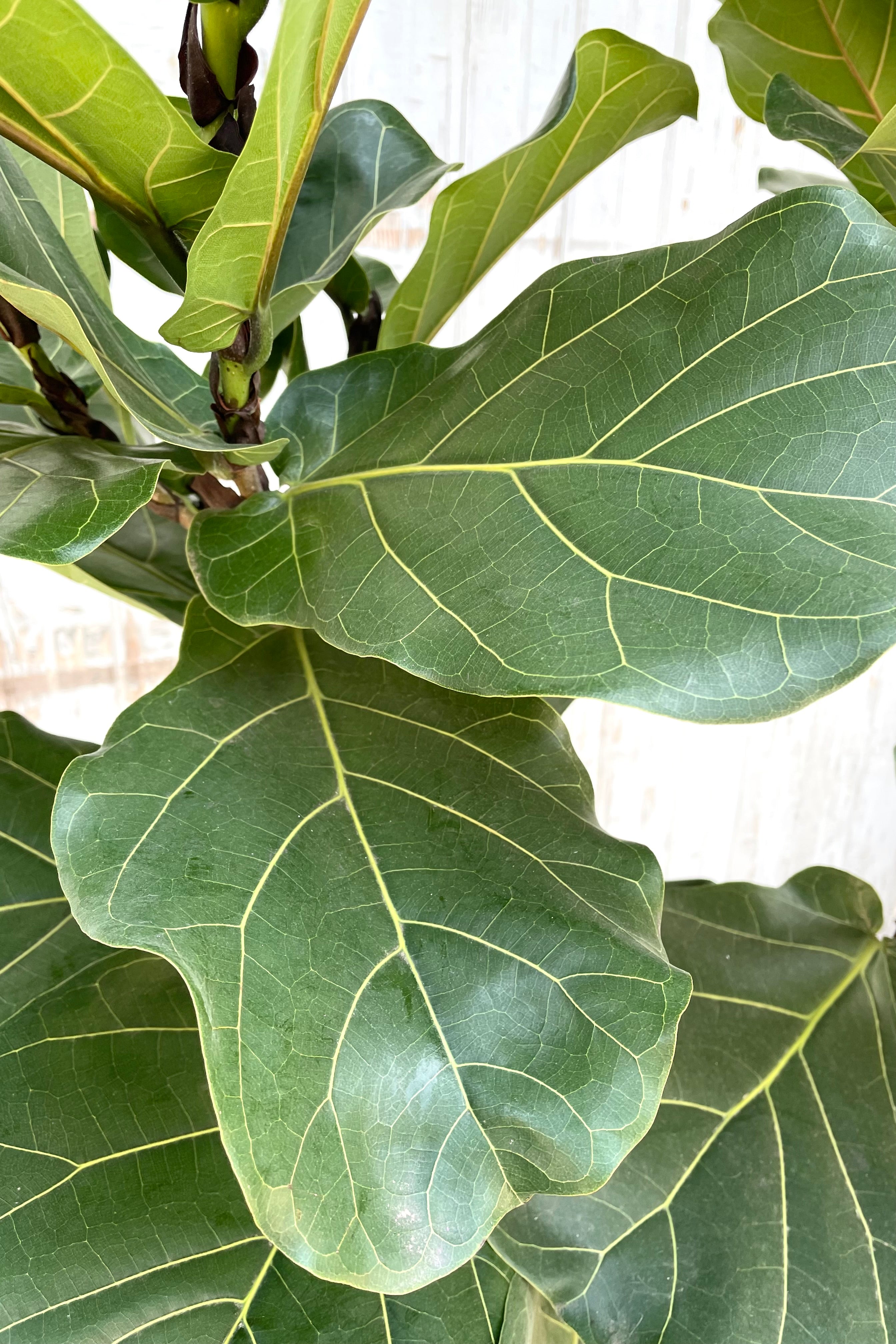 Ficus lyrata "Fiddle Leaf Fig" standard form 14" premium