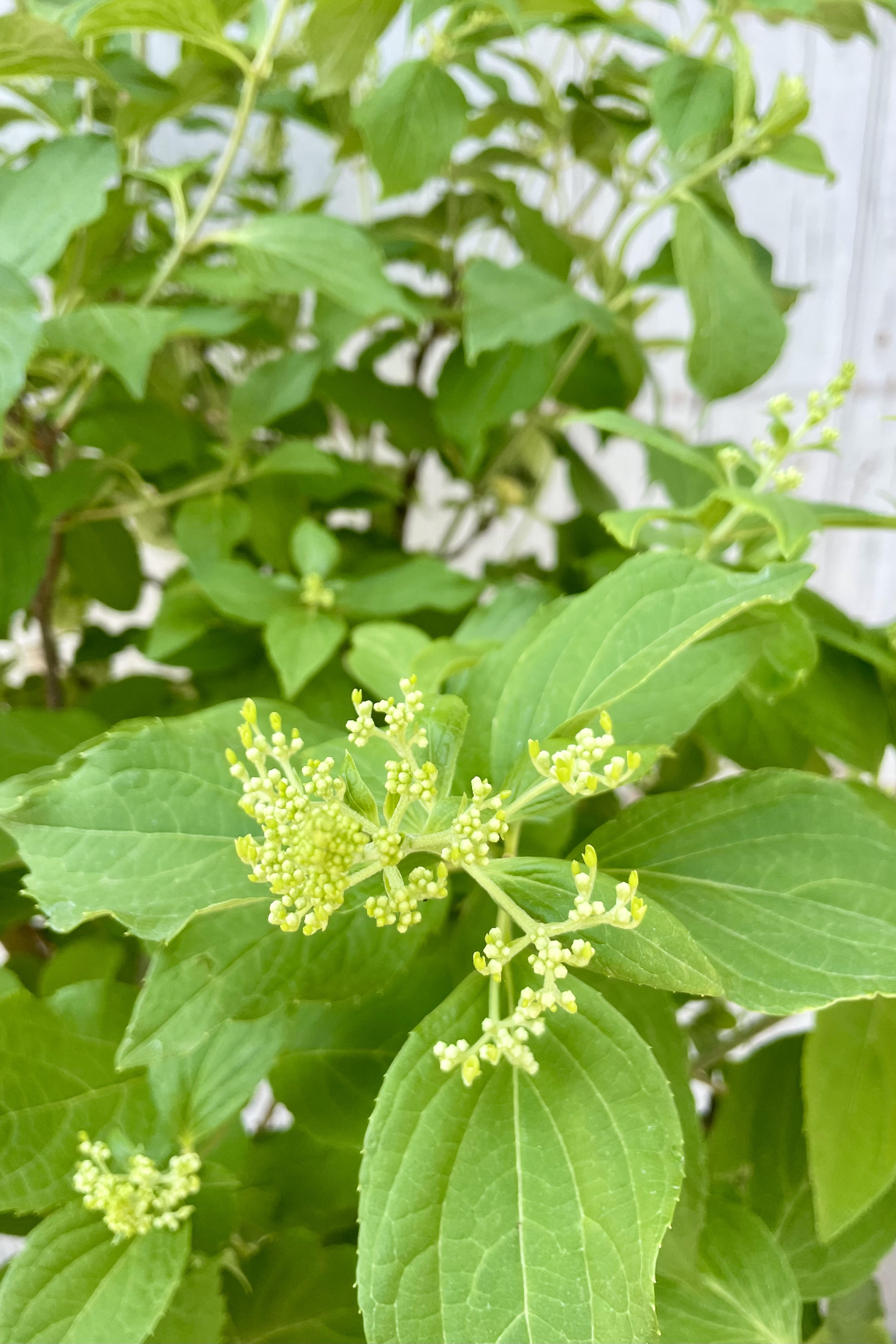 Hydrangea paniculata 'Phantom' #10 standard