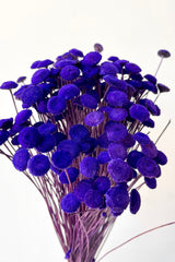 detail picture of the floral pods of preserved violet colored Botao