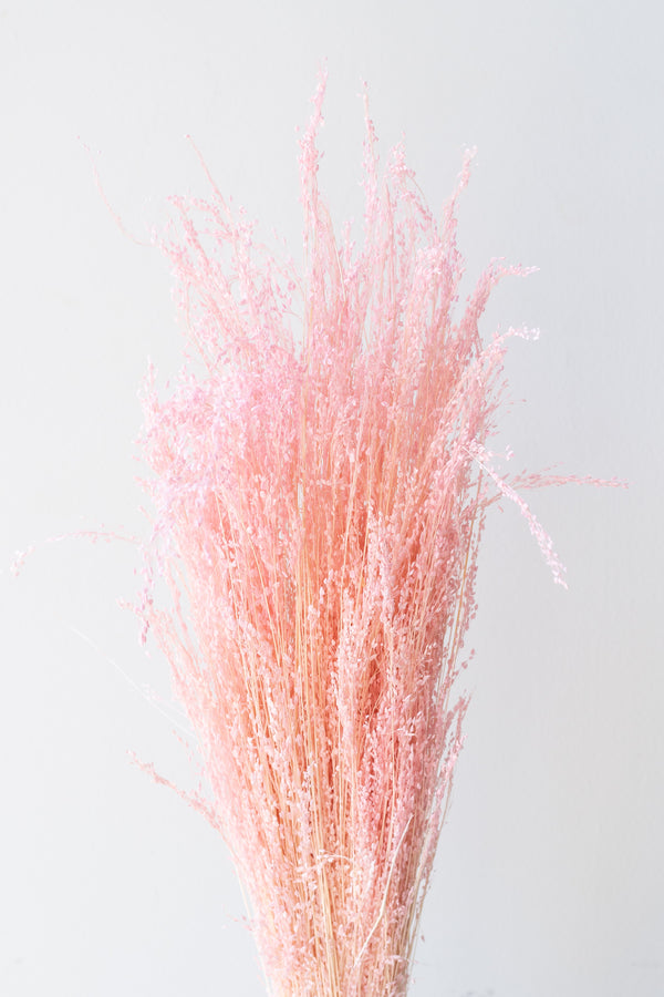 Plumero Silvestre Pink Pastel Preserved Bunch