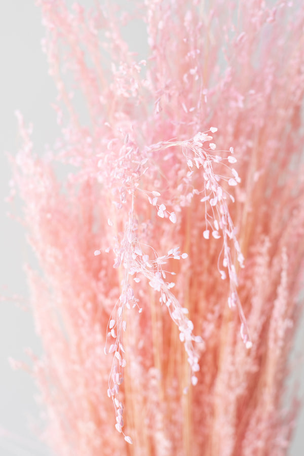 Plumero Silvestre Pink Pastel Preserved Bunch