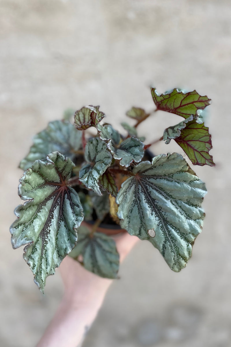 Begonia rex-cultorum 5