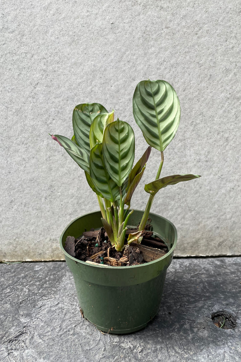 Ctenanthe burle-marxii in grow pot in front of grey background