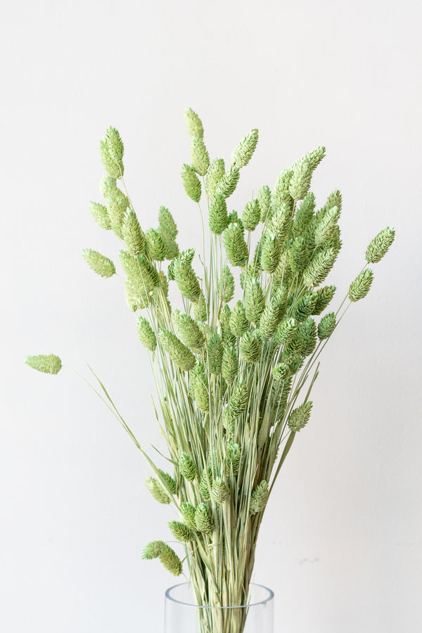 Dry Flower White Phalaris Bunch