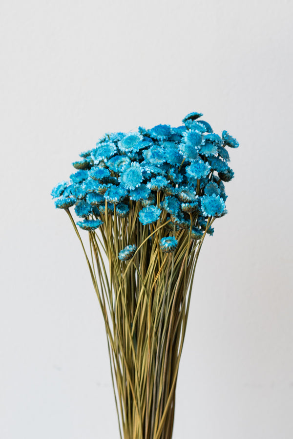 Ammonium Light Blue Color Preserved Bunch