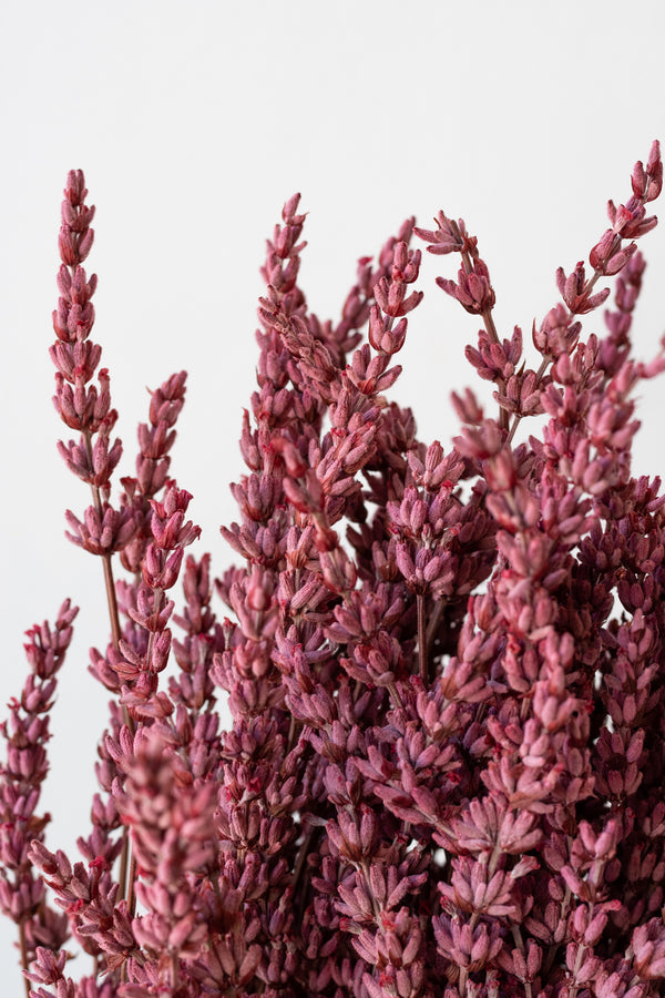 Chaka, Dried & Preserved Pastel Pink Flowers