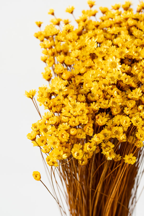 Dried Star Flower Glixia — Plenty Flowers