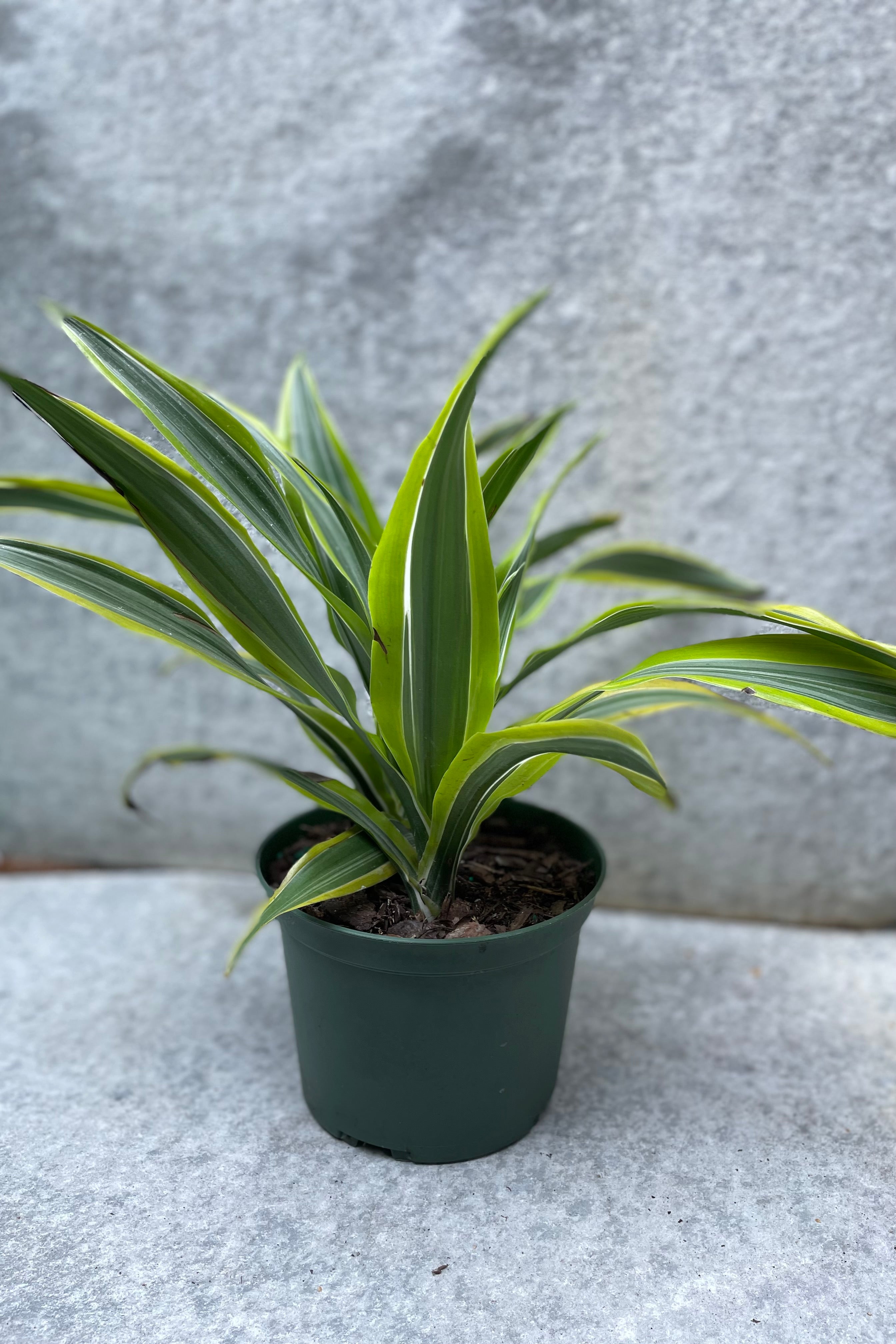 Dracaena Warneckii Gold Star