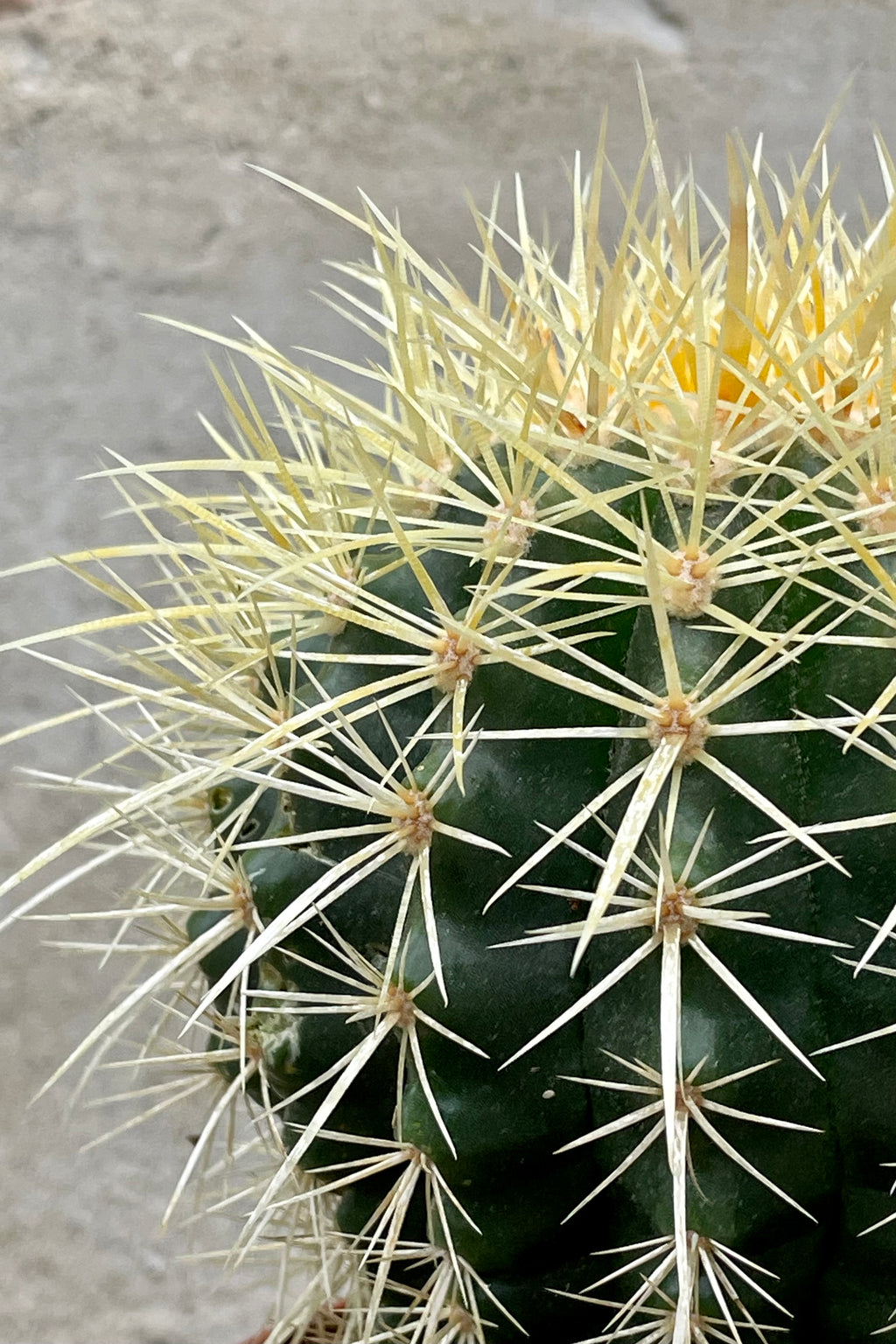 schelp Ellende het einde Echinocactus grusonii "Golden Barrel Cactus" 5" – Sprout Home