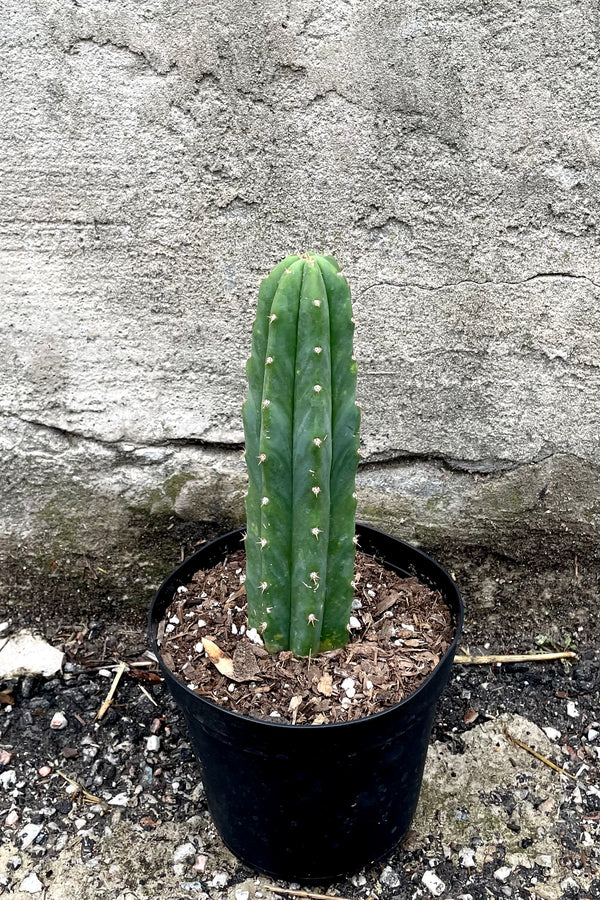 Schlumbergera Tricolor - Set de 6 cactus de Noël - Pot 9cm - Hauteur  15-25cm