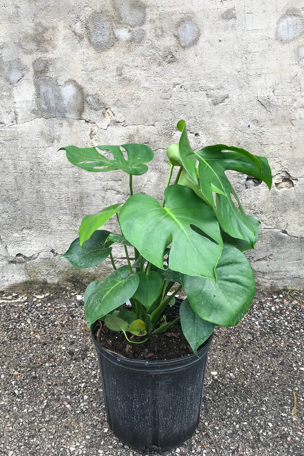 Plante d'intérieur panachée Monstera Variegata Hole 75cm ↑ Pot