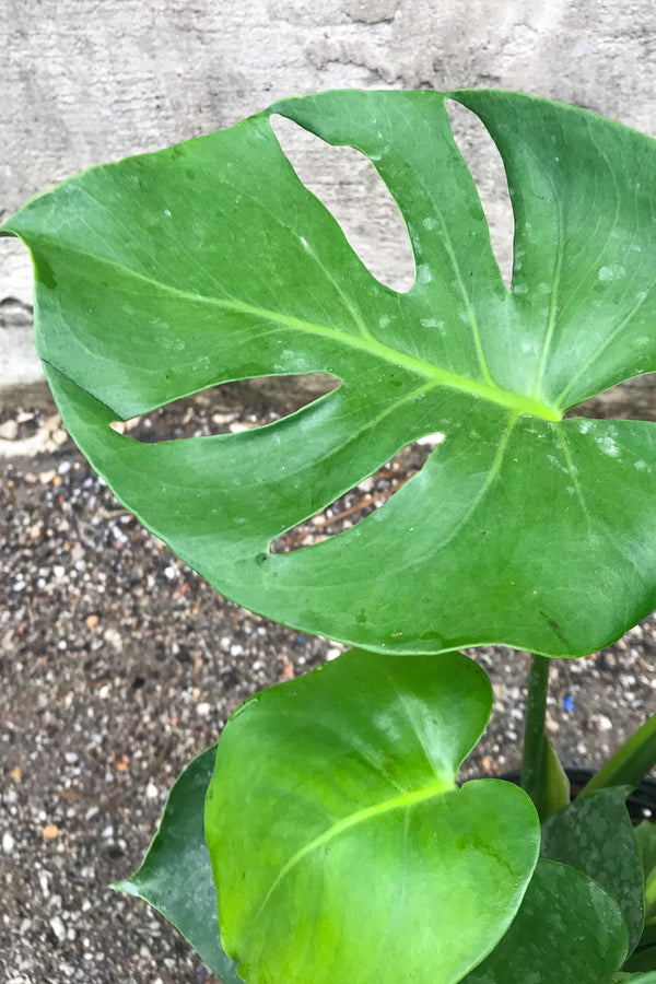 Plante d'intérieur panachée Monstera Variegata Hole 75cm ↑ Pot