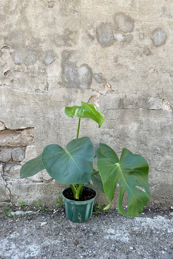 Plante d'intérieur panachée Monstera Variegata Hole 75cm ↑ Pot