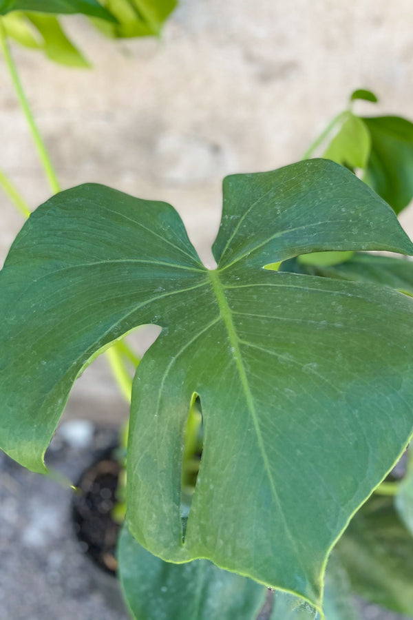 10 Monstera Esqueleto – The Urban Botanist Inc