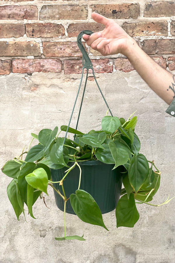 Philodendron cordatum 'Brasil' 8